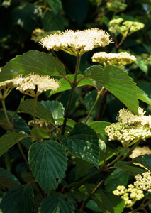 Arrowwood Viburnum flowers